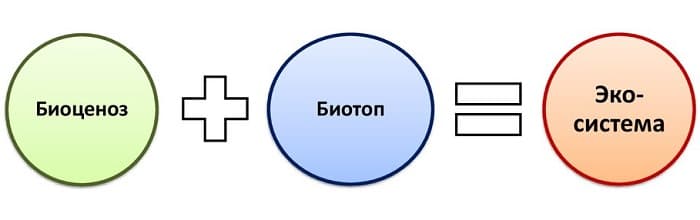 Структура биоценоза в биологии &mdash; определение, виды и примеры