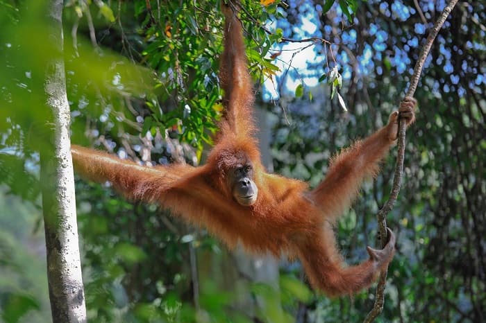 Структура биоценоза в биологии &mdash; определение, виды и примеры