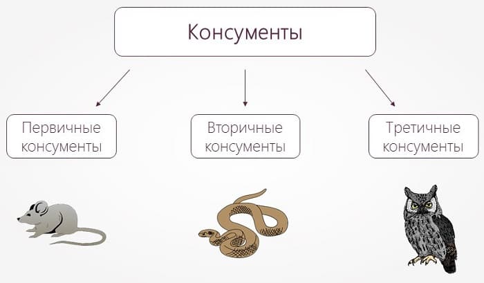 Структура биоценоза в биологии &mdash; определение, виды и примеры