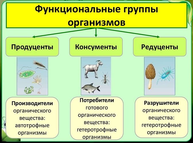 Структура биоценоза в биологии &mdash; определение, виды и примеры