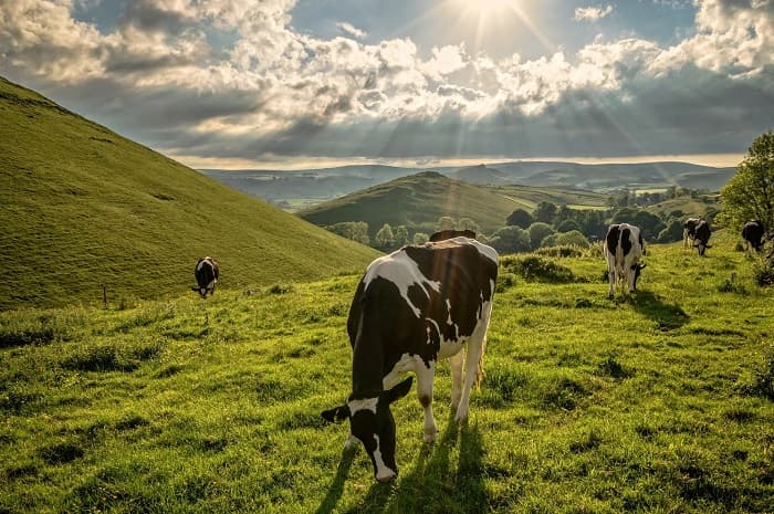 Структура биоценоза в биологии &mdash; определение, виды и примеры