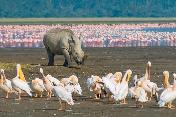 Структура биоценоза в биологии &mdash; определение, виды и примеры