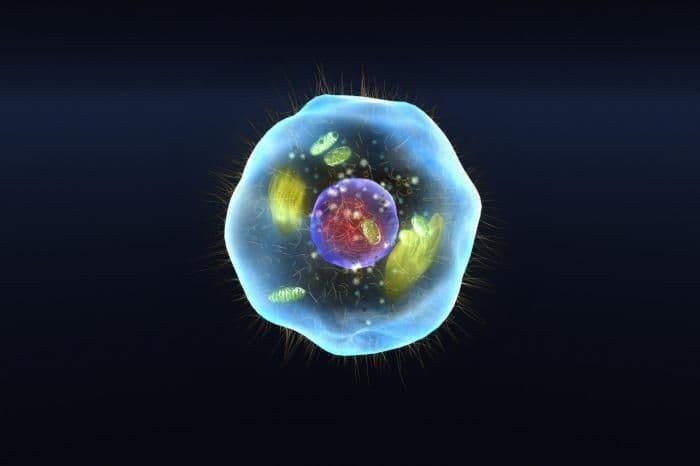 Свойства живых организмов (5 класс, биология) в таблице