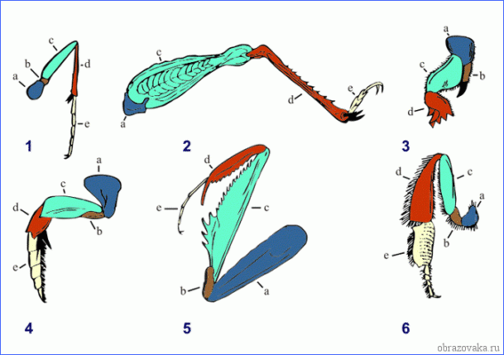Таблица &ldquo;Членистоногие&rdquo; (7 класс) &ndash; сравнительная характеристика типа и классов