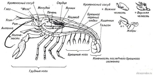 Таблица &ldquo;Членистоногие&rdquo; (7 класс) &ndash; сравнительная характеристика типа и классов