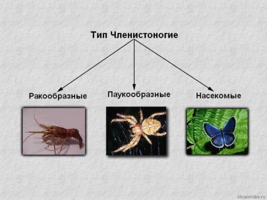 Таблица &ldquo;Членистоногие&rdquo; (7 класс) &ndash; сравнительная характеристика типа и классов