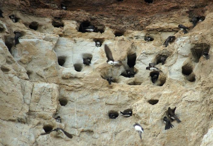 Таблица &ldquo;Экологические группы птиц&rdquo; (7 класс, биология)