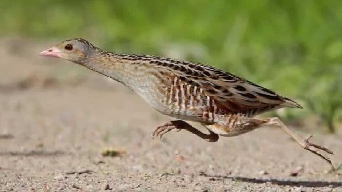 Таблица &ldquo;Экологические группы птиц&rdquo; (7 класс, биология)