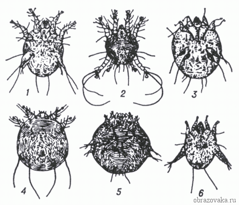 Таблица &ldquo;Класс паукообразные&rdquo; &ndash; представители