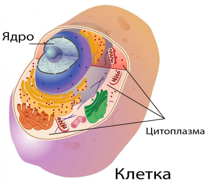 Термины по биологии для 10 и 11 класса &mdash; список основных определений и понятий