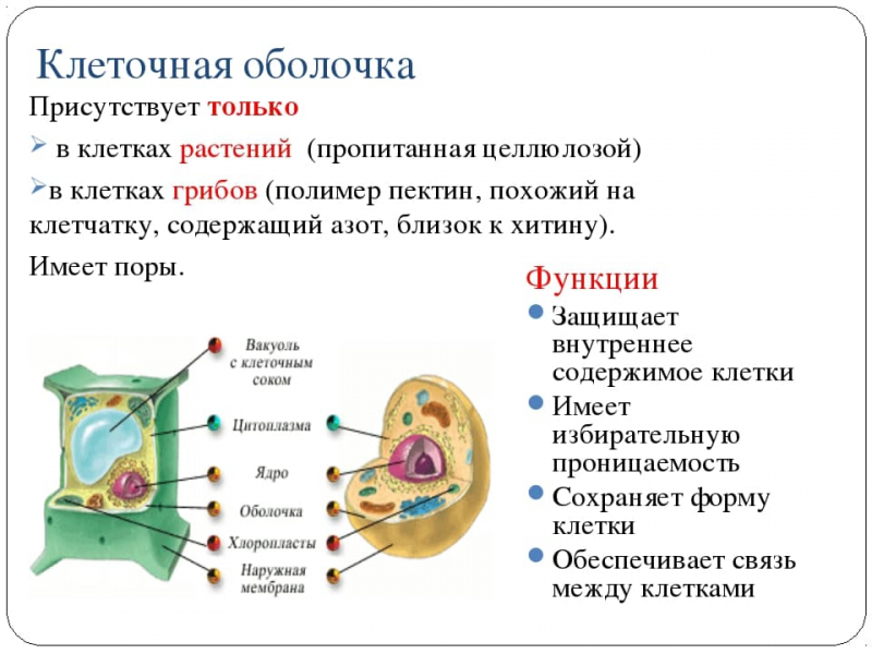 Термины по биологии для 10 и 11 класса &mdash; список основных определений и понятий
