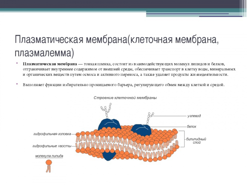 Термины по биологии для 10 и 11 класса &mdash; список основных определений и понятий