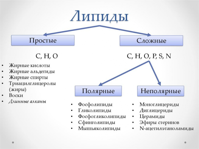 Термины по биологии для 10 и 11 класса &mdash; список основных определений и понятий