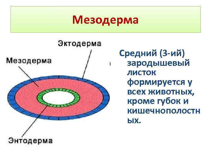 Термины по биологии для 10 и 11 класса &mdash; список основных определений и понятий