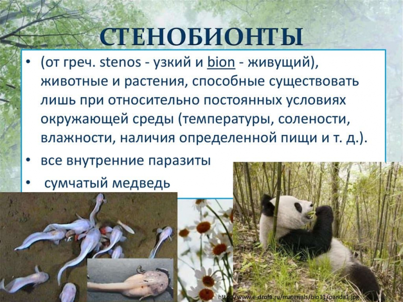 Термины по биологии для 10 и 11 класса &mdash; список основных определений и понятий