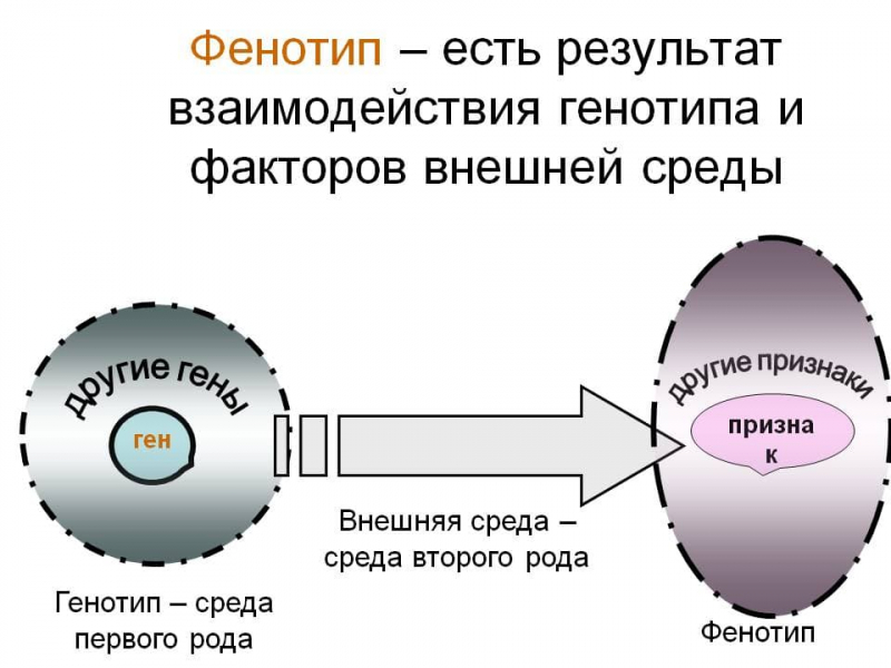 Термины по биологии для 10 и 11 класса &mdash; список основных определений и понятий