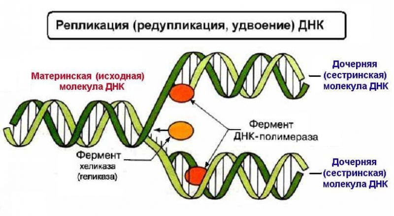 Термины по биологии для 10 и 11 класса &mdash; список основных определений и понятий