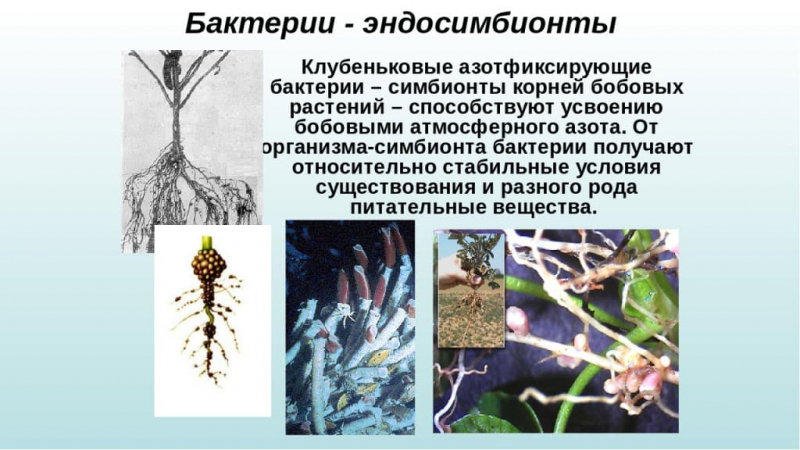 Термины по биологии для 10 и 11 класса &mdash; список основных определений и понятий