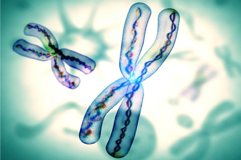 Термины по биологии для 10 и 11 класса &mdash; список основных определений и понятий