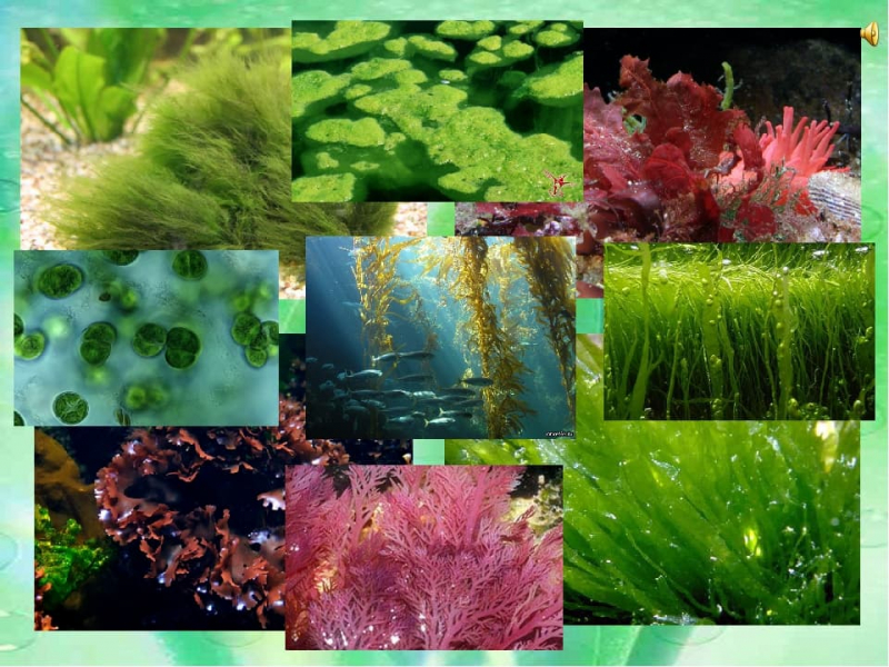 Термины по биологии для 5 класса &mdash; основные понятия и определения