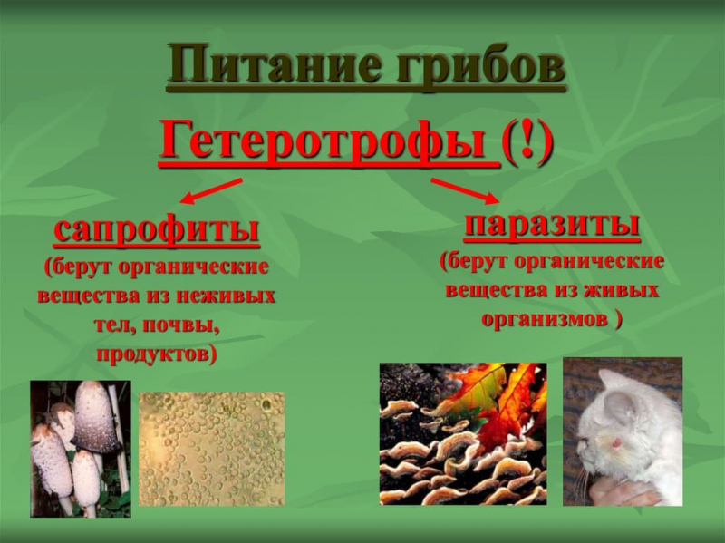 Термины по биологии для 6 класса — список основных понятий и определений