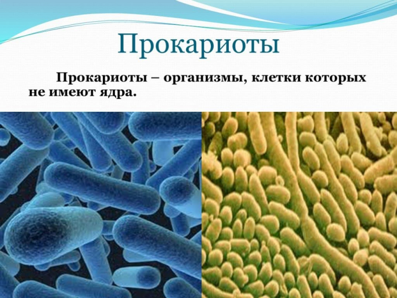 Термины по биологии для 6 класса — список основных понятий и определений