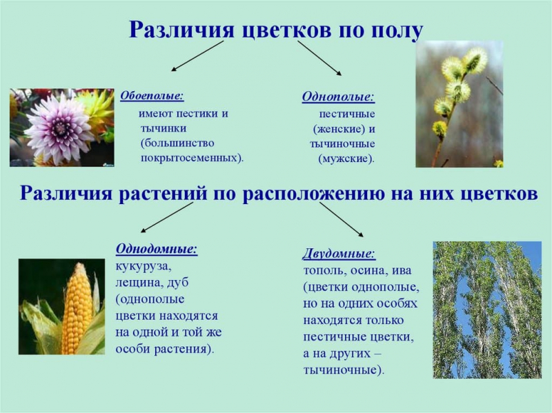 Термины по биологии для 6 класса — список основных понятий и определений