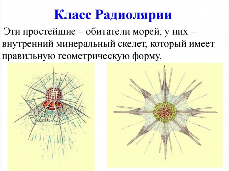 Термины по биологии для 7 класса &mdash; список основных понятий и определений