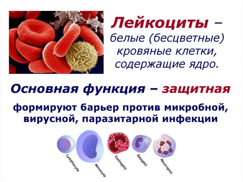 Термины по биологии для 7 класса &mdash; список основных понятий и определений