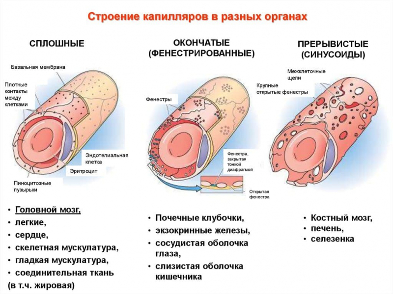 Термины по биологии для 7 класса &mdash; список основных понятий и определений
