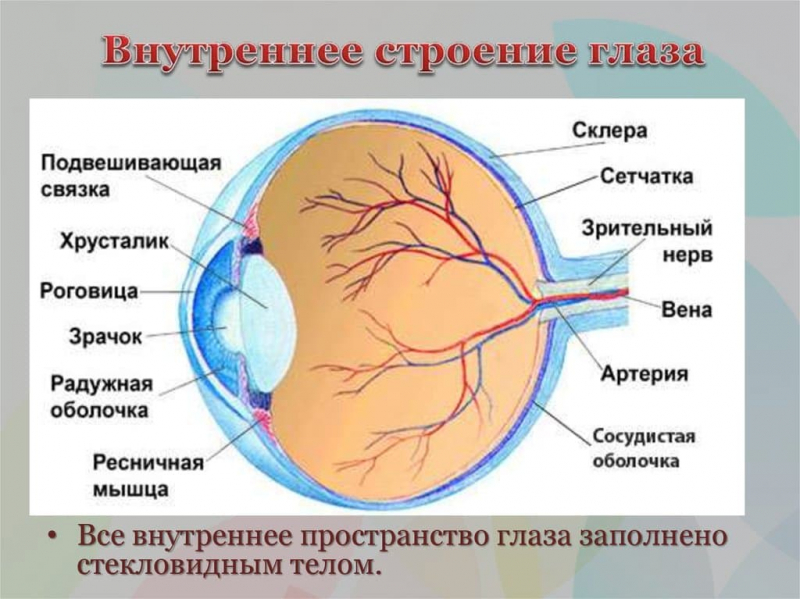 Термины по биологии для 8 класса &mdash; список основных понятий и определений