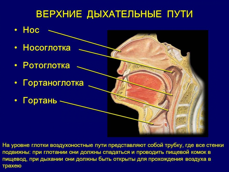 Термины по биологии для 8 класса &mdash; список основных понятий и определений