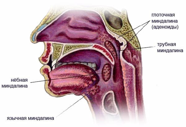 Термины по биологии для 8 класса &mdash; список основных понятий и определений