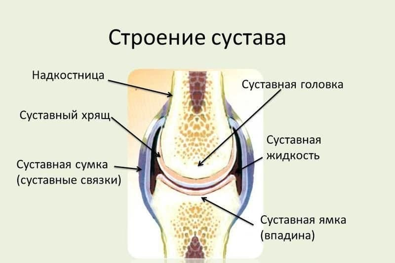 Термины по биологии для 8 класса &mdash; список основных понятий и определений