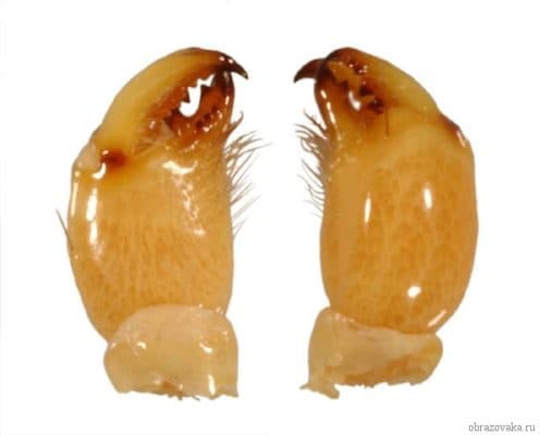 Тип членистоногие &ndash; какие классы относятся, классификация и систематика