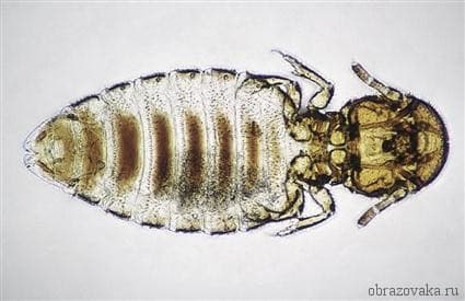 Тип Членистоногие (тема по биологии) &ndash; какие животные, классы и группа