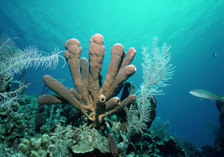 Тип губки &mdash; особенности строения и общая характеристика морских животных