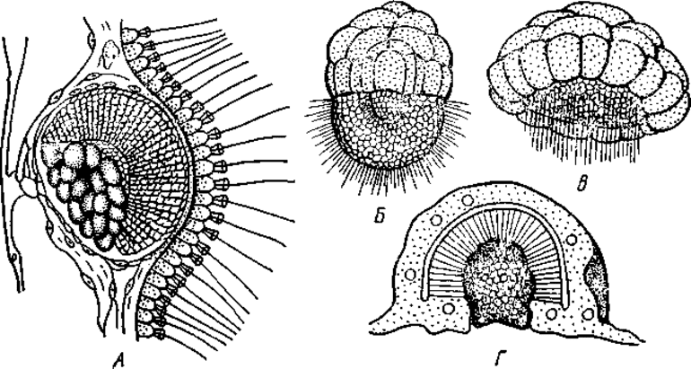Тип губки &mdash; особенности строения и общая характеристика морских животных