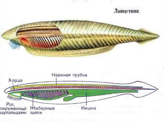 Тип Хордовые &ndash; виды, общая характеристика развития и скелета