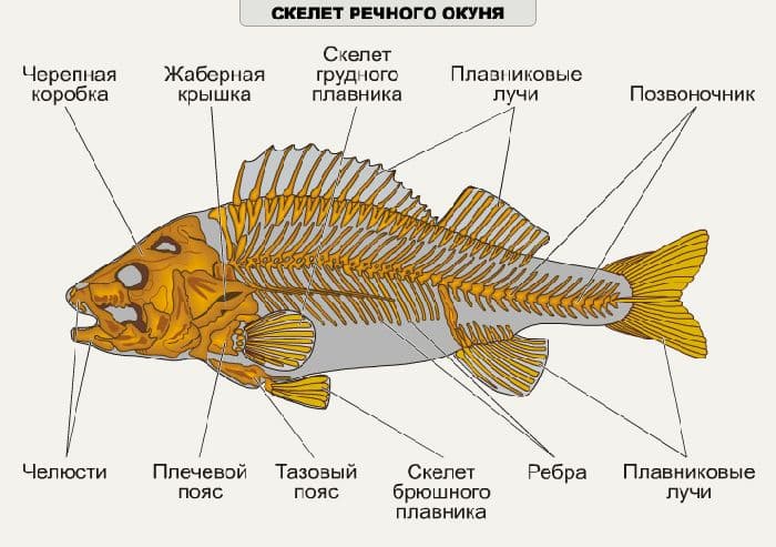 Тип Хордовые &ndash; виды, общая характеристика развития и скелета
