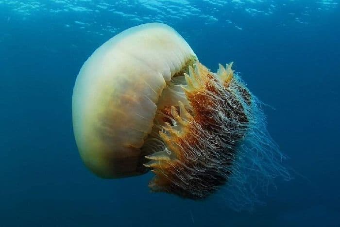 Тип Кишечнополостные &ndash; общая характеристика в таблице (биология, 7 класс)