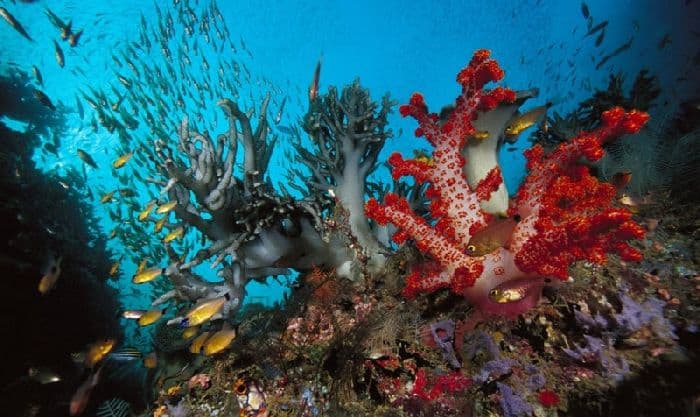 Тип Кишечнополостные &ndash; общая характеристика в таблице (биология, 7 класс)