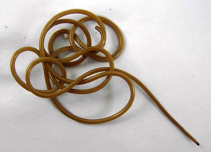 Тип Круглые черви &ndash; кровеносная и выделительная системы, образ жизни