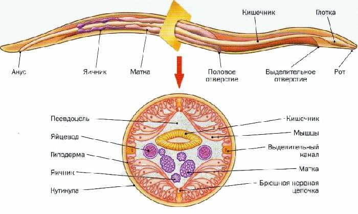 Тип Круглые черви &ndash; кровеносная и выделительная системы, образ жизни