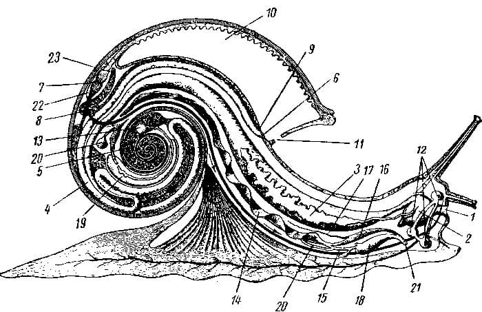 Тип Моллюски &ndash; чем питаются, нервная система, особенности жизнедеятельности