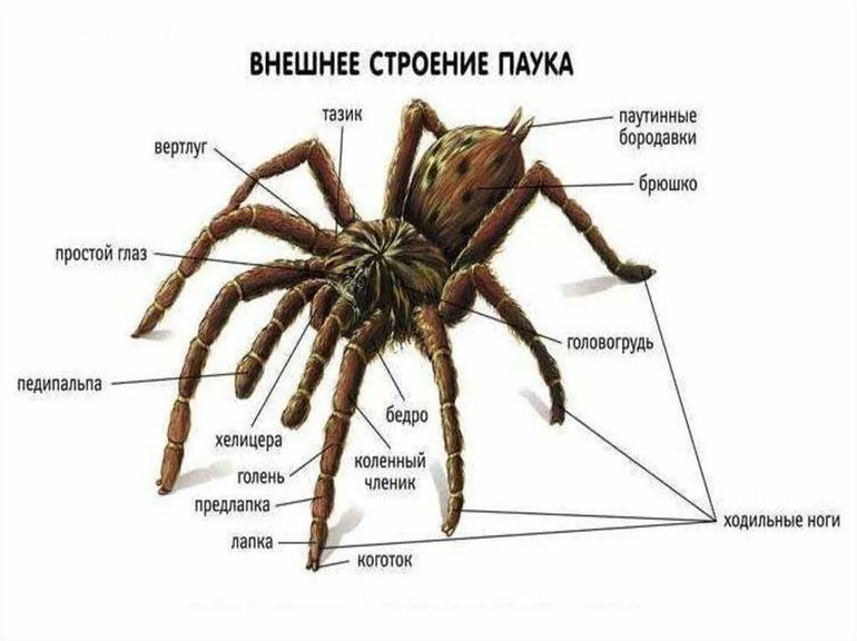 Тип паукообразные — общая характеристика, описание и виды представителей