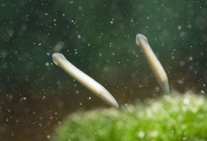 Тип Плоские черви &ndash; общая характеристика и признаки в таблице (биология, 7 класс)