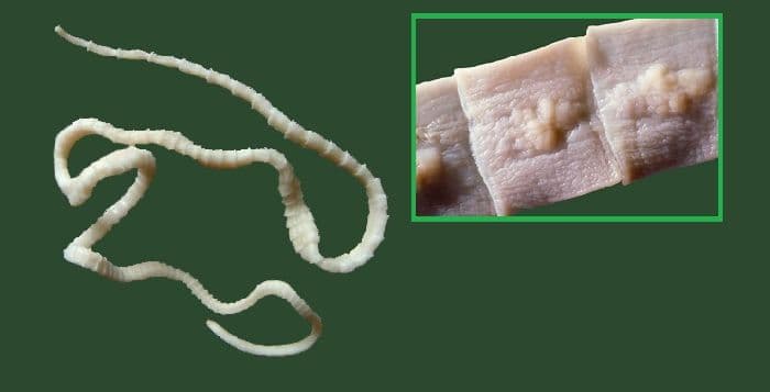 Тип Плоские черви &ndash; общая характеристика и признаки в таблице (биология, 7 класс)