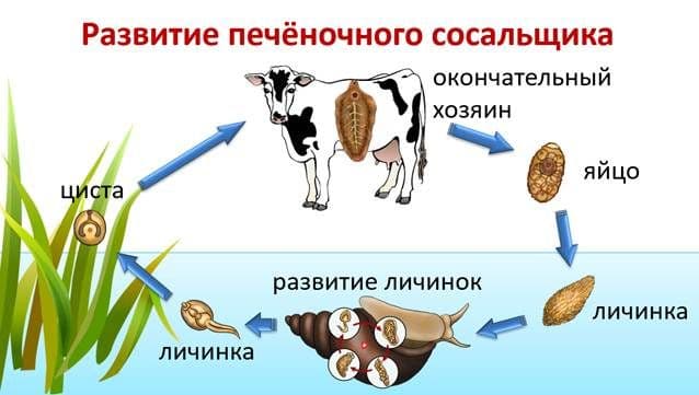 Тип Плоские черви &ndash; общая характеристика и признаки в таблице (биология, 7 класс)