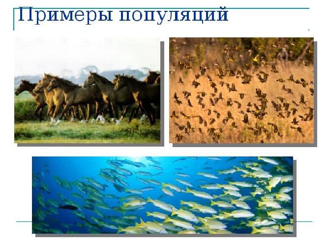 Типы распределения популяций – основные